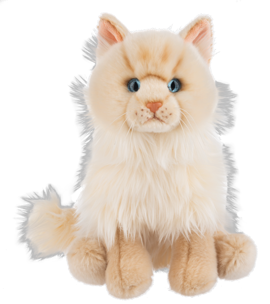 Heritage Ragamuffin Cat